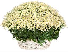 Цветочная композиция из Ромашки в корзине #REPLACE_PRED# Улаган